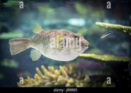 Casella simming pesce in acqua Foto Stock