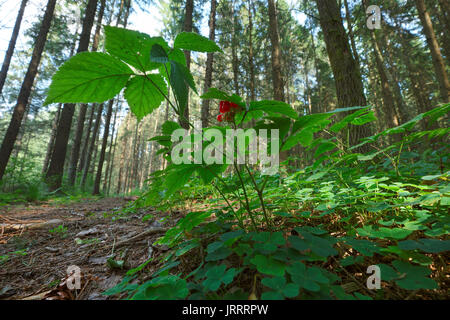 Bosco selvatico berry Foto Stock