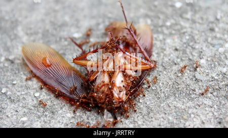 Le formiche mangiano insetto morto Foto Stock