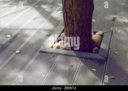 Come salvare un albero mentre la costruzione di una terrazza. Foto Stock