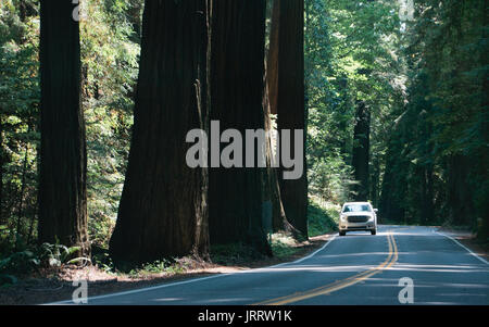 La guida attraverso il viale dei giganti Foto Stock