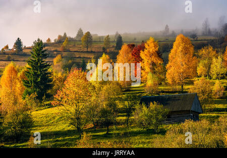 Abbandonato casa in legno in autunno foresta sul pendio. pittoresco foggy sunrise con il rosso e il giallo fogliame Foto Stock