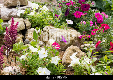 Bella roccia giardino con molte piante diverse Foto Stock