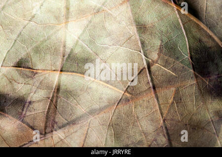 Foglie cadute, foglie d'autunno, colori d'autunno, tempo d'autunno, marcature su una foglia, tessitura, foglie sovrapposte, immagine artistica, superficie astratta Foto Stock