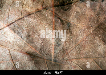 Foglie cadute, foglie d'autunno, colori d'autunno, tempo d'autunno, marcature su una foglia, tessitura, foglie sovrapposte, immagine artistica, superficie astratta Foto Stock