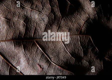 Foglia, Abstract, Autunno, terreno dettagliato, superficie, Texture, Close-up, Macro, foglia caduta, Ombre Foto Stock