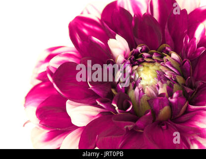 Close up Fiore Dahlia isolati su sfondo bianco Foto Stock