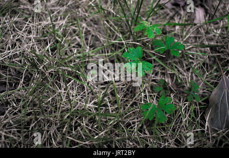 Il trifoglio in un campo, close-up Foto Stock