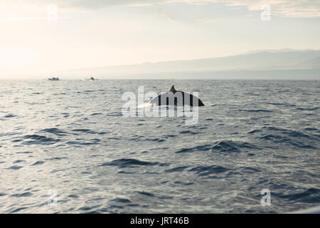 I delfini in Oceano Pacifico Foto Stock