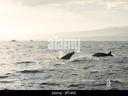 I delfini in Oceano Pacifico Foto Stock