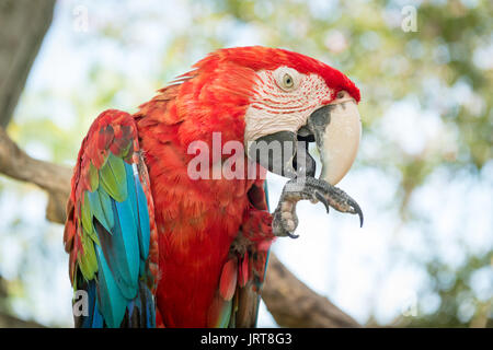 Blu e Rosso Macaw Parrot Foto Stock