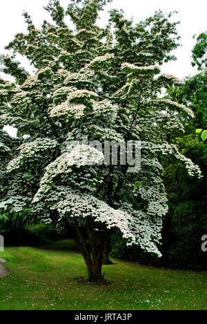 Corniolo sanguinello cinese nome latino Cornus kousa chinesis Foto Stock