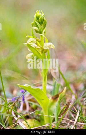 Frog Orchid, (Coeloglossum viride oppure Dactylorhiza viridis), montagne Eifel, Germania. Foto Stock