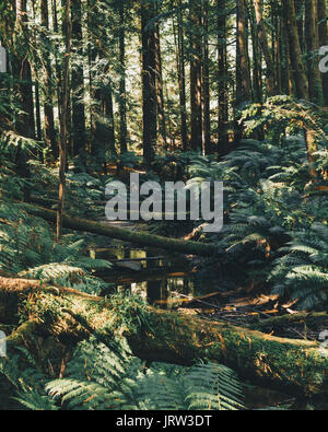 La bellissima Foresta di Redwood in Otways la balneazione nella splendida luce calda del pomeriggio con felci e un ruscello. Foto Stock