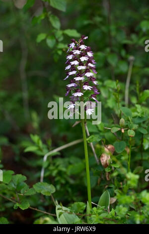 Signora Orchidea (Orchis purpurea), montagne Eifel, Germania. Foto Stock