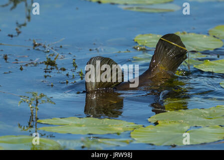 Tinca, Doctor Fish (Tinca tinca) giocando in acqua poco profonda, Foto Stock