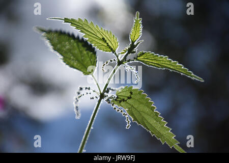 Ortica pianta,micro bokeh,prato vicino a Westport lago,Stoke on Trent, Staffordshire, Regno Unito.super,ampiamente utilizzato nella medicina naturale. Foto Stock