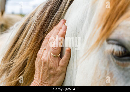 Close-up di senior donna mano accarezzare cavallo grigio Foto Stock