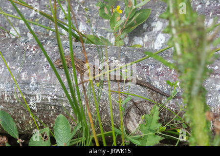 Lucertola comune, chiamato anche la lucertola vivipara (Zootoca vivipara) crogiolarvi al sole su una pila di registro Foto Stock