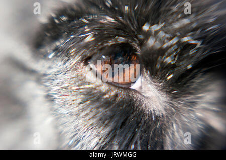 Primo piano di un occhio di un black Scottish Terrier Foto Stock