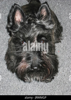 Black Scottish Terrier guardando verso l'alto la fotocamera Foto Stock