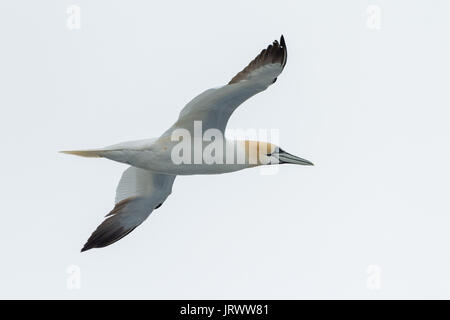 Northern gannet (Morus bassanus) in volo, Mare del Nord Foto Stock