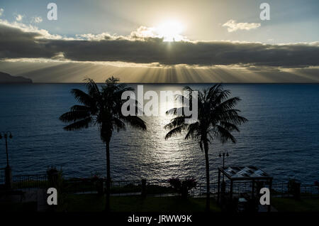 Due palme di fronte mare al tramonto, drammatico cielo nuvoloso, Funchal, Madeira, Portogallo Foto Stock