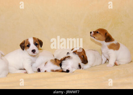 Piccoli cuccioli di jack russell terrier su sfondo beige Foto Stock