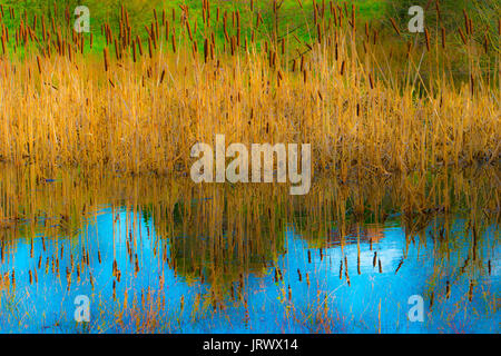 Bullrushes al lago, Foto Stock