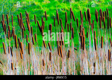 Bullrushes al lago, Foto Stock