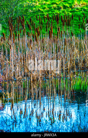 Bullrushes al lago, Foto Stock