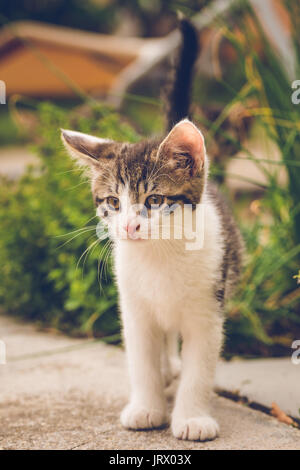 Foto verticale di Nizza poche settimane vecchio cucciolo bianco con tabby macchie sul viso. Il gatto a piedi o sostare sulla piastrella di cemento in un giardino. Pochi verdi piante di erbe Foto Stock