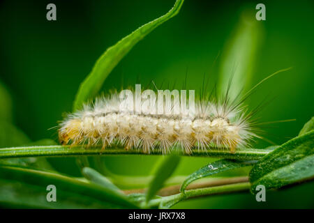 Un tussock moth caterpillar in Brighton Regno Unito Foto Stock