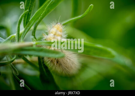 Un tussock moth caterpillar in Brighton Regno Unito Foto Stock