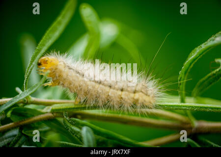 Un tussock moth caterpillar in Brighton Regno Unito Foto Stock
