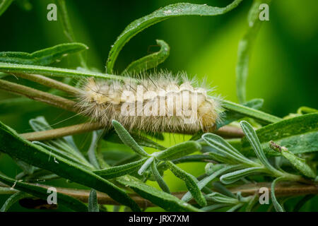 Un tussock moth caterpillar in Brighton Regno Unito Foto Stock