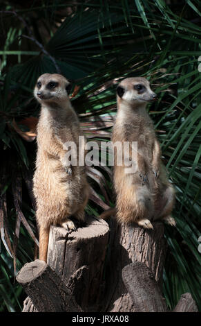 Una coppia di meerkats guardia presso lo zoo di Barcellona Spagna Foto Stock