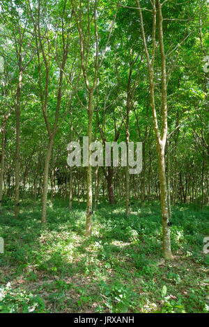 Struttura in gomma plantation, Ko Phayam, Thailandia Foto Stock