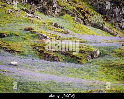 Pecore in un tappeto di Bluebells, Rannerdale, Cumbria, Regno Unito Foto Stock