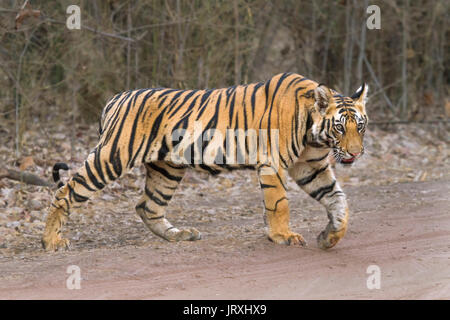 Royal tigre del Bengala o o Indian Tiger o Panthera Tigris tigris cub attraversamento strada in Bandhavrgarh riserva della tigre in India centrale in MadhyaPradesh Foto Stock