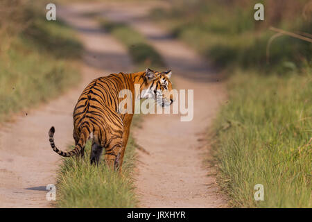 Royal tigre del Bengala o Panthera tigris tigris o Indian Tiger in Jim Corbett National Park in Uttarakhand, India. Foto Stock