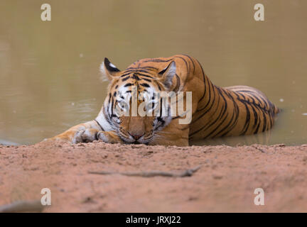 Royal tigre del Bengala o Panthera tigris tigris o Indian Tiger rilassante sull'acqua in Tadoba National Park, Maharashtra, India Foto Stock