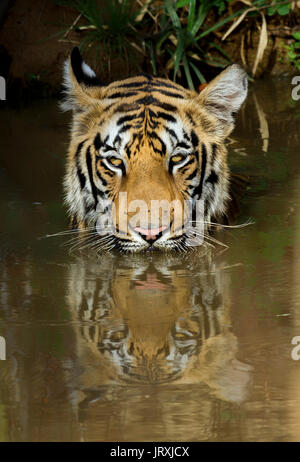 Royal tigre del Bengala o Panthera tigris tigris o Indian Tiger in acqua con la riflessione a Tadoba National Park, Maharashtra, India Foto Stock