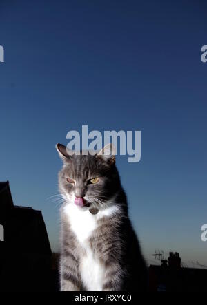 Tabby cat sul tetto di notte il leccamento delle labbra Foto Stock