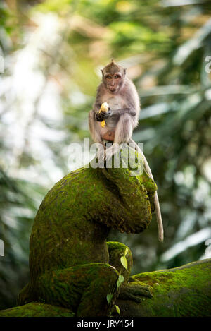 Mangiare a Banana Monkey su una scultura nella Sacra Santuario della Foresta delle Scimmie Ubud Bali Indonesia. Foto Stock