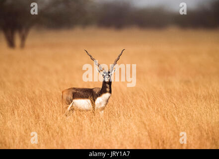 Maschio blackbuck indiano, noto anche come blackbuck o indiano, antilope(Antilope cervicapra), blackbuck national park, velavadar, Gujarat, India Foto Stock