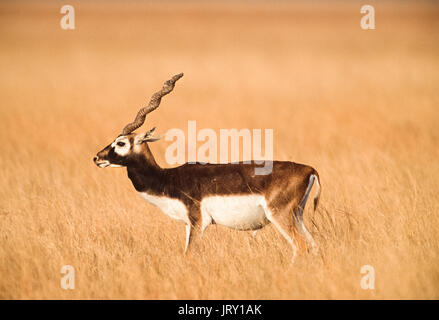 Blackbuck indiano maschile, conosciuto anche come Blackbuck o Antelope indiano, Antelope cervicapra, Blackbuck National Park, Velavadar, Gujarat, India Foto Stock