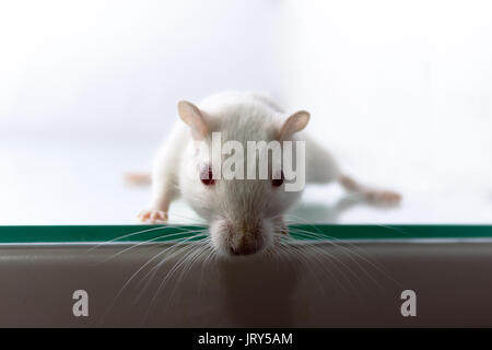 Fluffy piccolo roditore - gerbillo su sfondo bianco Foto Stock