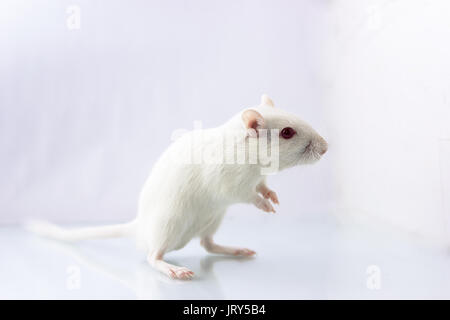 Fluffy piccolo roditore - gerbillo su sfondo bianco Foto Stock