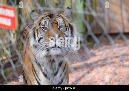 Maschio adulto tiger, dietro le barre della gabbia Foto Stock